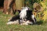 CHIEN NU CHINOIS 256